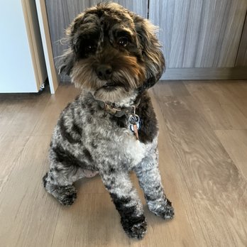 Canine Design Midtown - Great trim around the eyes but kept plenty of length! - Pet Groomers Near Me - Reno, Nevada