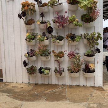 Superbloom - Cute plant wall - Coffee & Tea Near Me - San Diego, California Superbloom - Cute plant wall - Coffee & Tea Near Me - San Diego, California