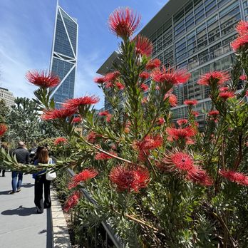 Salesforce Park - Parks Near Me - San Francisco, California