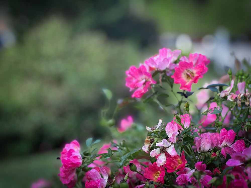 Canopy Lawn Care - tree service in Raleigh, NC