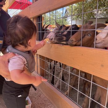 Vail Ranch Headquarters - Feeding the goats - Food Court Near Me - Temecula, California Vail Ranch Headquarters - Feeding the goats - Food Court Near Me - Temecula, California