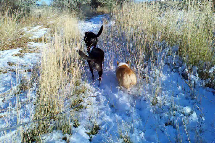 Dogs 'N Sync - pet boarding facility in Billings, MT