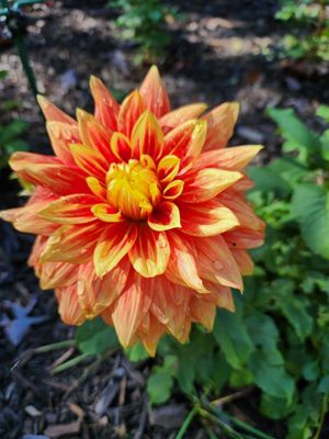 The Swag by null The Swag by null