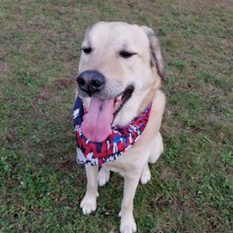 Capone enjoying his time at the dog park