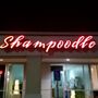 Photo of Shampoodle