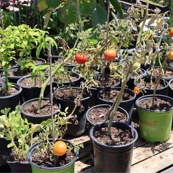 Sunflower Farms - Small tomato - Nurseries & Gardening Near Me - Torrance, California Sunflower Farms - Small tomato - Nurseries & Gardening Near Me - Torrance, California