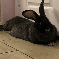 Tractor Supply - Recommend purina show rabbit chow! My flemish giant bunny loves it!