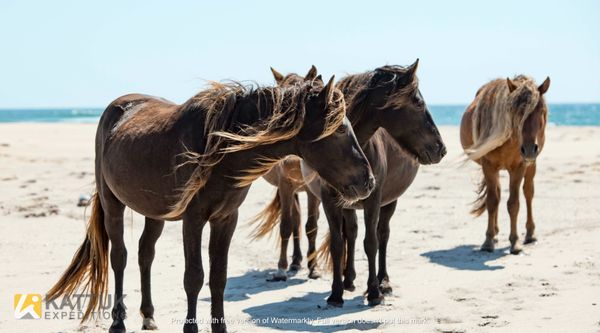 Kattuk Expeditions by null