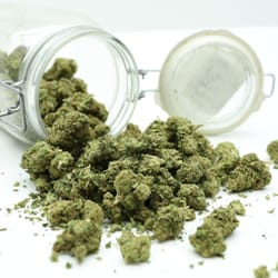 PDX Weedz - Chem 91