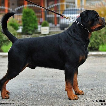 STATEWOOD ROTTWEILER KENNELS - Updated December 2025 - 20 Photos