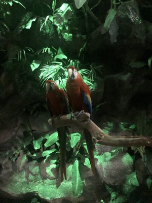 Aquarium of Veracruz by null