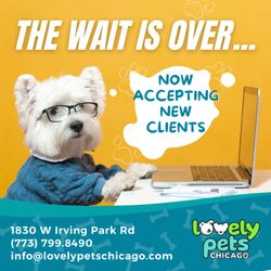 Lovely Pets - Now accepting new clients!! . Contact us for more information: info@lovelypetschicago.com / 773.7998490