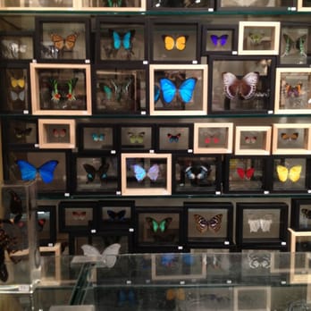 The Evolution Store - Billions of butterflies - Home Decor Near Me - New York, New York