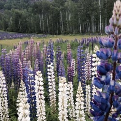 Loch Lomond Ski Area - Lots of these pretty flowers all over the hill!