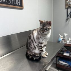 Charleston Heights Veterinary Clinic