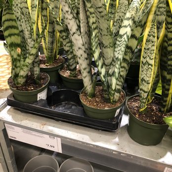 IKEA - Sansevieria - Home Decor Near Me - San Diego, California