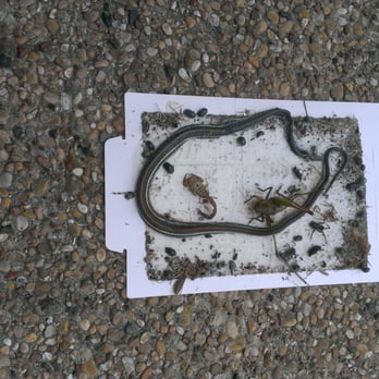 Affordable Termite and Pest Control - Glue traps catching all kind of Pest! - Pest Control Near Me - Killeen, Texas Affordable Termite and Pest Control - Glue traps catching all kind of Pest! - Pest Control Near Me - Killeen, Texas