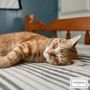 Photo of Cats With Jazz