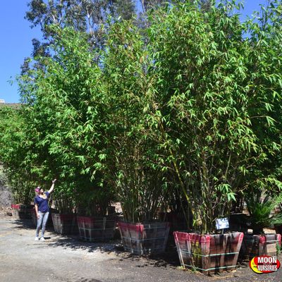 Moon Valley Nurseries 18047 N Tatum Blvd Phoenix Az Nurseries Mapquest