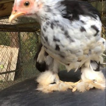 Meyer Hatchery - Marshmallow (Mottled Cochin) all grown up! - Ranches Near Me - Polk, Ohio
