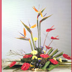 Exotic Flowers of Pleasanton