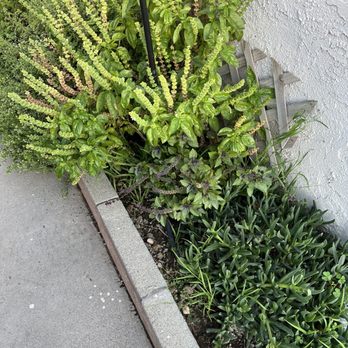 Herrera Lawn & Tree Maintenance - Various herbs like basil, oregano, mint... - Landscaping Near Me Herrera Lawn & Tree Maintenance - Various herbs like basil, oregano, mint... - Landscaping Near Me
