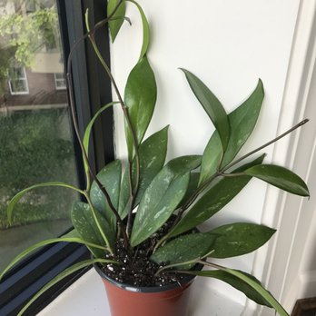 Philo Cincinnati - Nurseries & Gardening Near Me - Cincinnati, Ohio