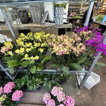 Edmond's Plaza Florist - Florists Near Me - San Mateo, California Edmond's Plaza Florist - Florists Near Me - San Mateo, California