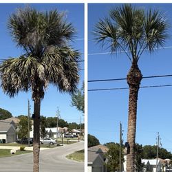 Colton's Tree Service - Palm tree trim before and after.