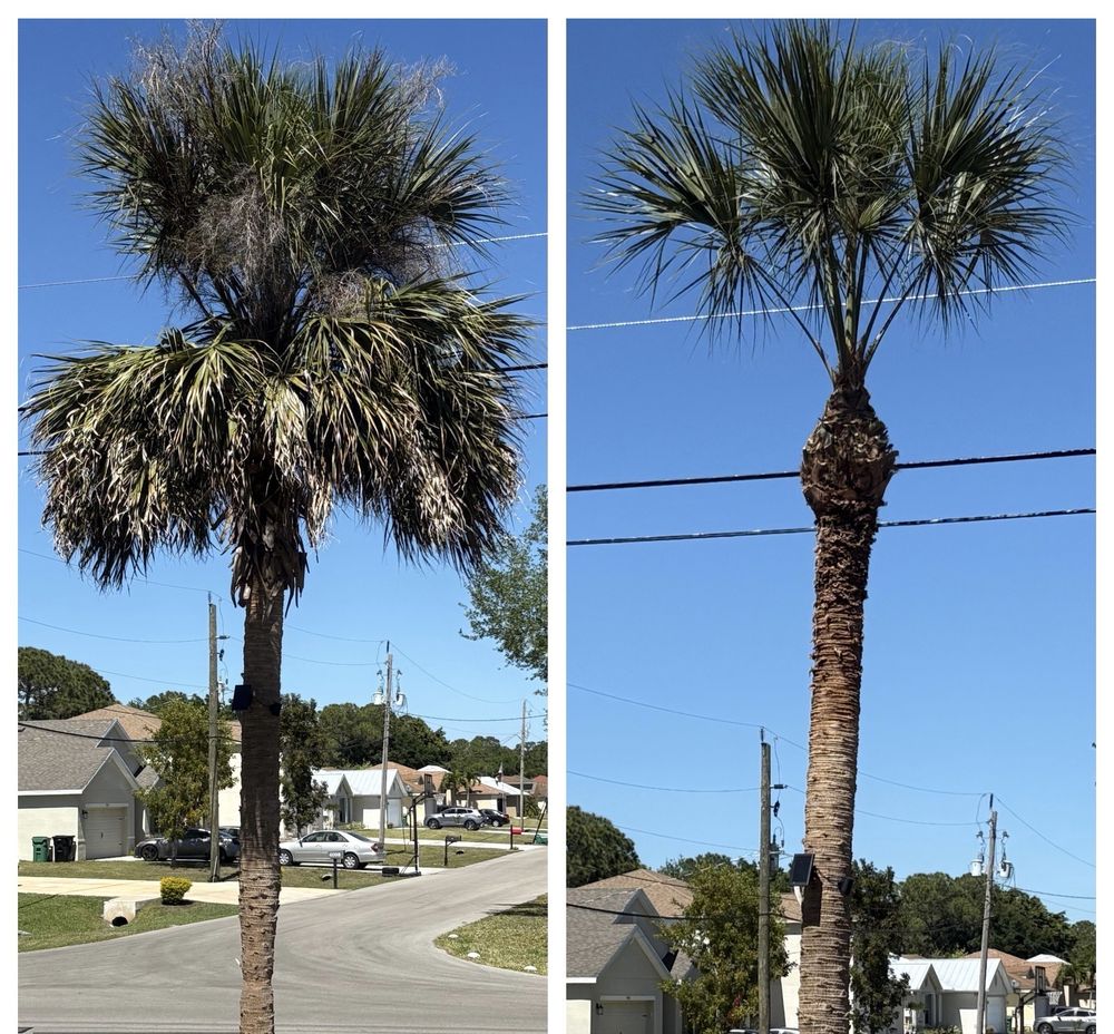Culton Tree COLTON’S TREE SERVICE - Updated June 2026 - 32 Photos - Palm City ...