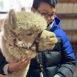 Alpacas at Marquam Hill Ranch