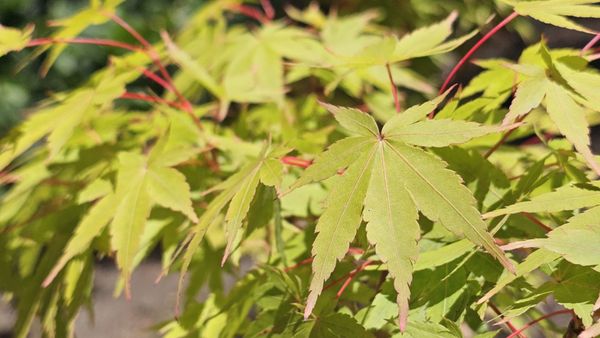 Japanese Friendship Garden by null