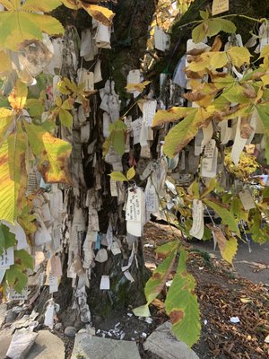 The Wishing Tree by null