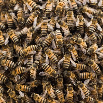 BeeMaster - Pest Control Near Me - Oro Valley, Arizona BeeMaster - Pest Control Near Me - Oro Valley, Arizona