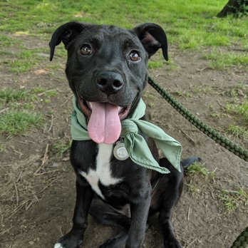 Dog Behaviorist - Before Dominik, our dog would run like crazy (almost ripping my arm out of its socket). Now he is calm when he goes to the park. - Pet Training Near Me - Brooklyn, New York