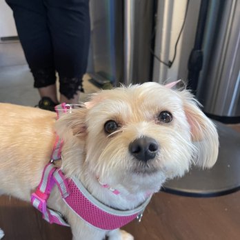 Muddy Paws Grooming - Zoey - Pet Groomers Near Me - Oakley, California Muddy Paws Grooming - Zoey - Pet Groomers Near Me - Oakley, California