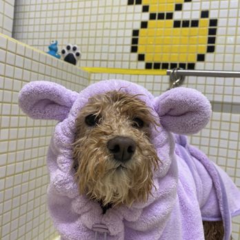 Pups La - Pet Groomers Near Me - Los Angeles, California Pups La - Pet Groomers Near Me - Los Angeles, California