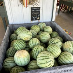 Cold Spring Farm - Watermelons