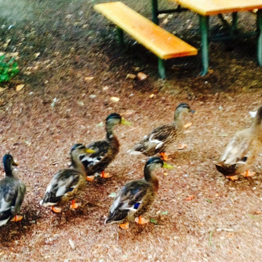 Lithia Park - Sorry we aren't allowed to feed ya. - Parks Near Me - Ashland, Oregon Lithia Park - Sorry we aren't allowed to feed ya. - Parks Near Me - Ashland, Oregon