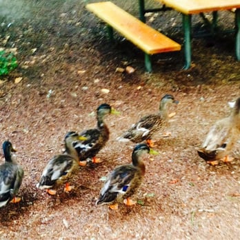 Lithia Park - Sorry we aren't allowed to feed ya. - Parks Near Me - Ashland, Oregon