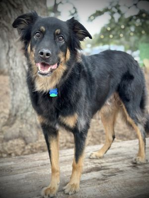The Watering Bowl by null