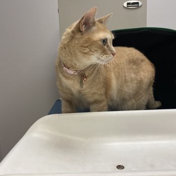 Village Veterinary Hospital - Check up time - Veterinarians Near Me - Austin, Texas Village Veterinary Hospital - Check up time - Veterinarians Near Me - Austin, Texas