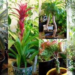 Ethnobotanicum - Exotische Pflanzen