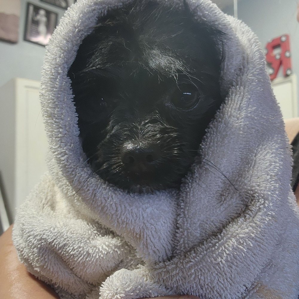 Rockabilly Petz - Freshly bathed - Pet Boarding Near Me Rockabilly Petz - Freshly bathed - Pet Boarding Near Me