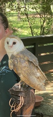 The Avian Conservation Center & Center for Birds of Prey by null