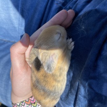 North Meadow Farm - Baby bunny - Attraction Farms Near Me - Manchester, Vermont North Meadow Farm - Baby bunny - Attraction Farms Near Me - Manchester, Vermont