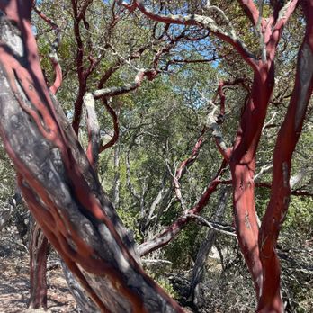 Sycamore Crest Trail - Beautiful oaktrees - Hiking Near Me Sycamore Crest Trail - Beautiful oaktrees - Hiking Near Me