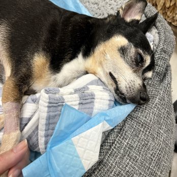 ACCESS Pasadena - After she passed - Emergency Pet Hospital Near Me - Pasadena, California