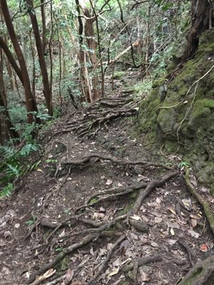 Kuli'ou'ou Valley Trail by null