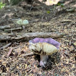 Spyglass Ridge Open Space - Such amazing shrooms at Spyglass Ridge Trail.